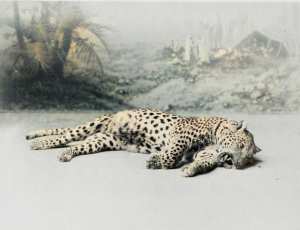 une panthère tuée par un colon