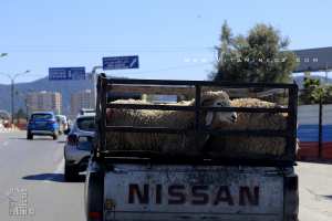 Moutons dans une camionette à l'entrée de Tlemcen
