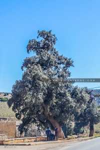 Grand Chêne à Sehb, village de la commune de Tirny Beni Hdiyel