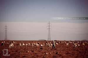 Le Cheptel de Naama, la richesse de cete région