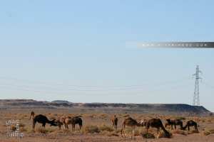 Dromadaires route Béchar-Abadla