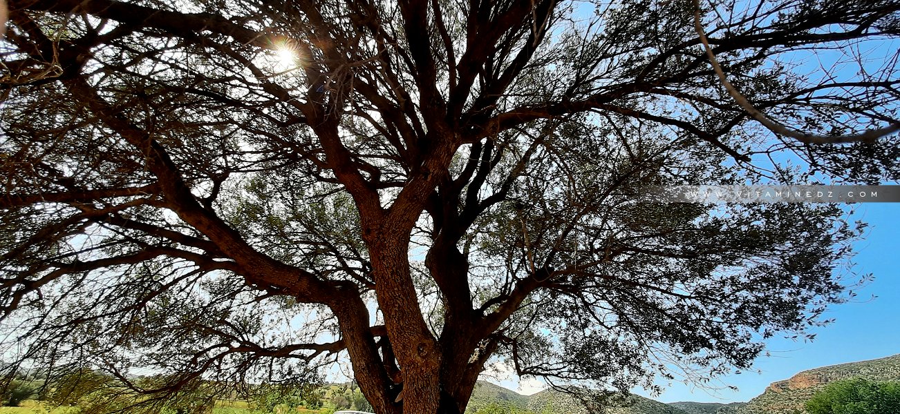 Olivier centenaire du côté de Zaylou