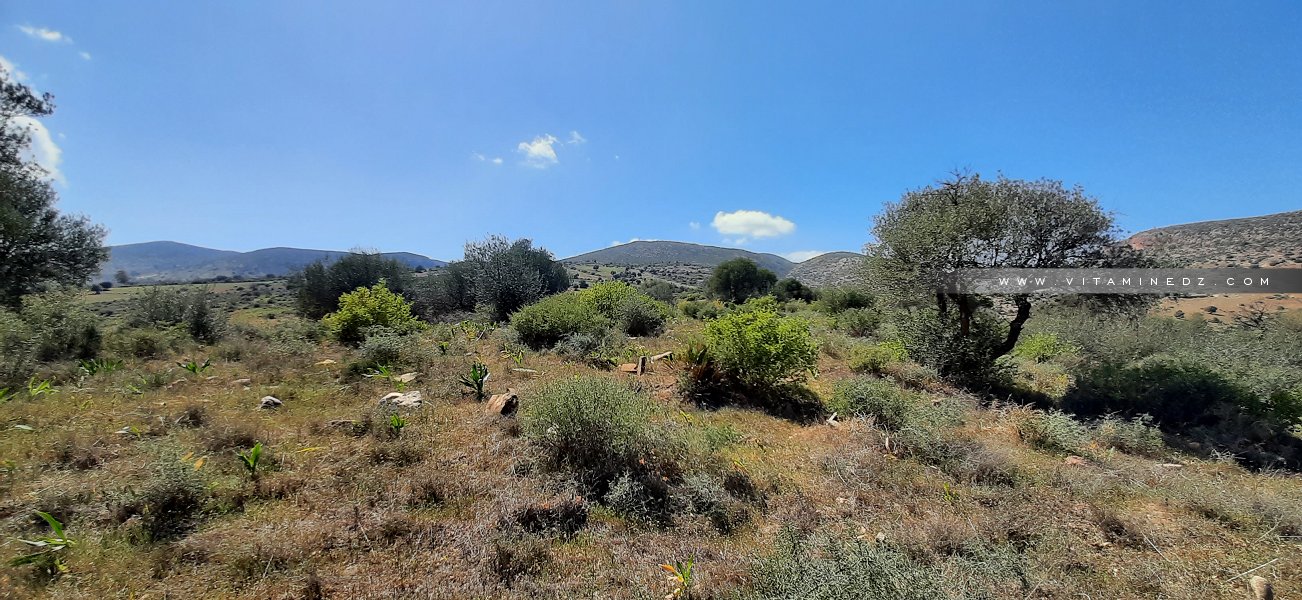 Ancien cimetière du Douar Zaylou (Mahrez)