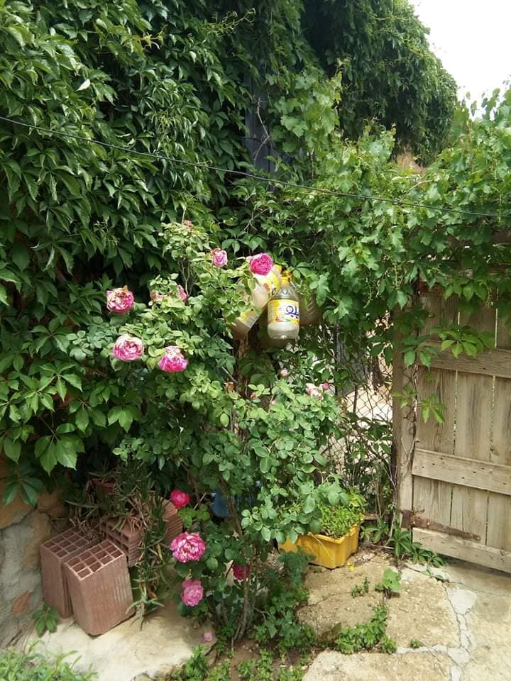 ساعتان بين أحضان الطبيعة أسبوعيا لحياة أكثر سعادة