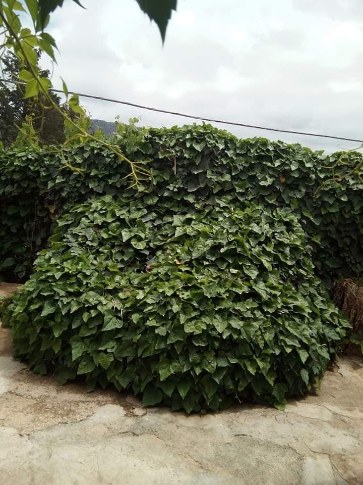 ساعتان بين أحضان الطبيعة أسبوعيا لحياة أكثر سعادة