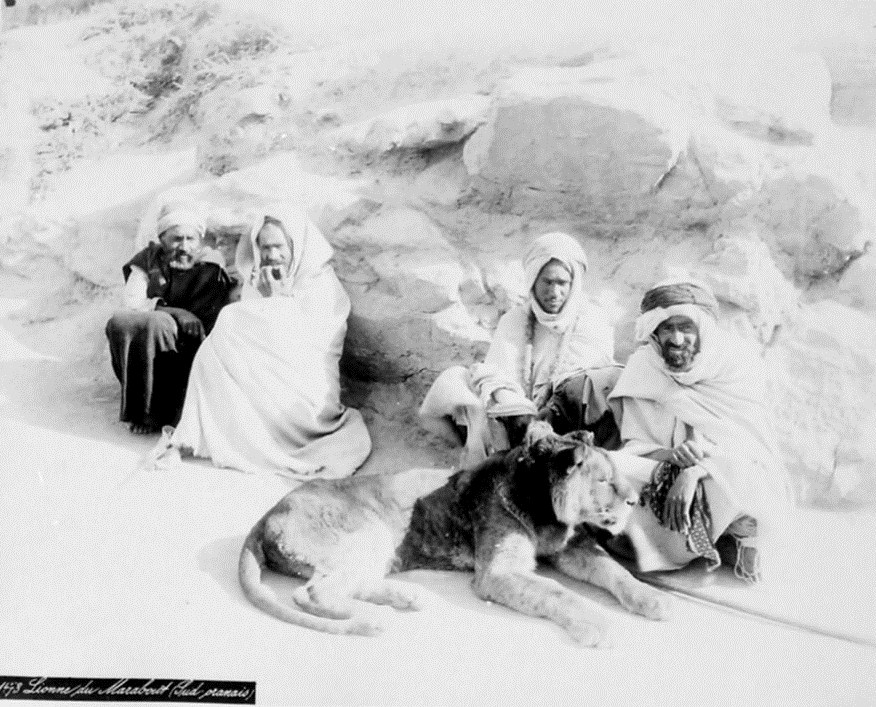 la lionne du marabout