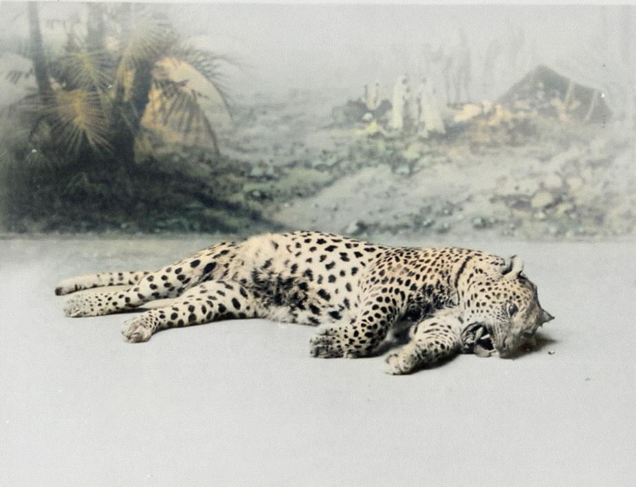 une panthère tuée par un colon