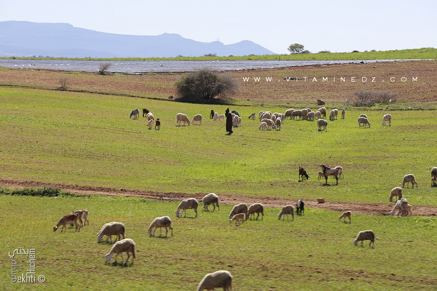Cheptel de moutons près de Zenata, Tlemcen