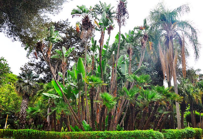 Alger- Jardin de prague (Ex._marengo)- 2018