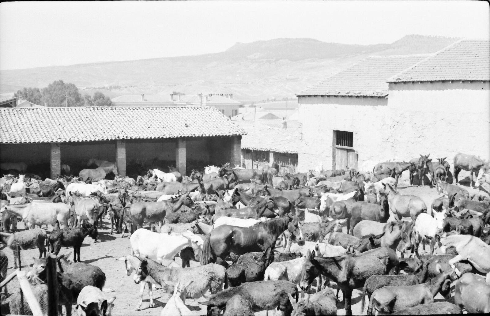 boghari 1950