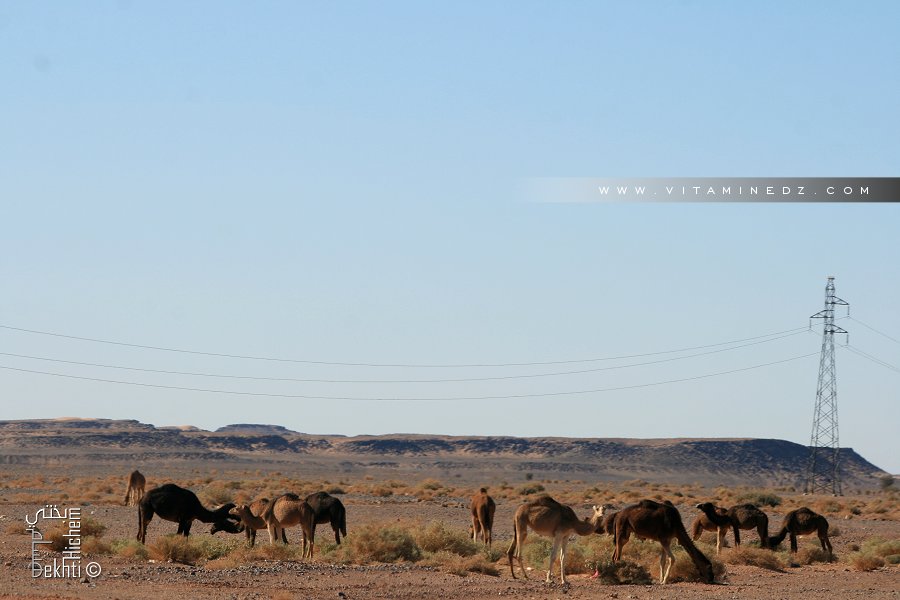 Dromadaires route Béchar-Abadla