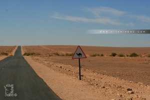 La hamada du Guir : interminable sur la route de Abadla vers Tindouf
