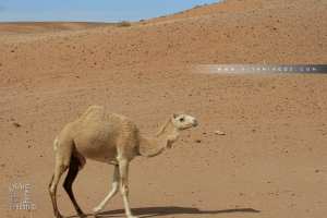 Un dromadaire de la région de Tabelbala