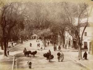 TLEMCEN--Promenade-du-Méchouar-