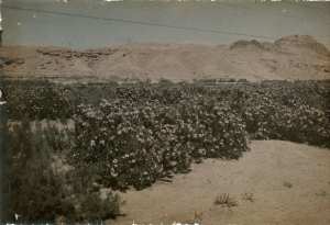 PHOTO ANCIENNE ALGERIE : Paysage algérien