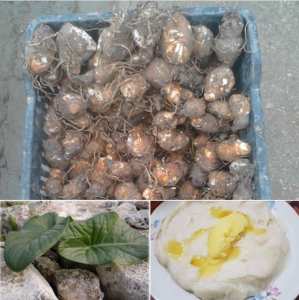 جذور نبات اللوف  (Arum italicum),