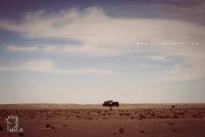 Tindouf : Arbre ACACIA RADDIANA très fréquent au désert algérien