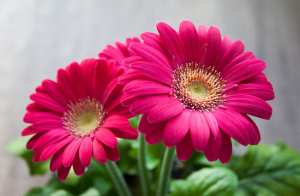 Le gerbéra