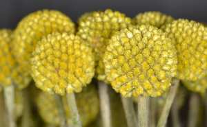 Plantes et fleurs du jardin 5-Craspédie (Craspedia), comme des baguettes de tambour