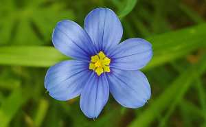 Plantes et fleurs du jardin 9-Bermudienne (Sisyrinchium angustifolium), l'herbe aux yeux bleus