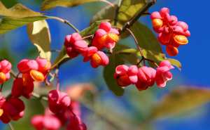 Plantes et fleurs du jardin 10- Fusain d'Europe (Euonymus europaeus), bonnet carré