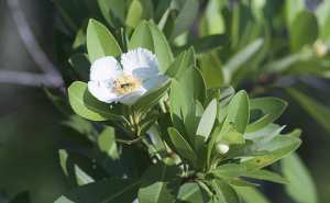 Plantes et fleurs du jardin 13-Gordonia (Gordonia lasianthus), proche du camélia