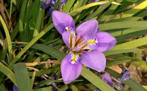 Plantes et fleurs du jardin 14 -Iris d'Alger (Iris unguicularis), iris d'hiver