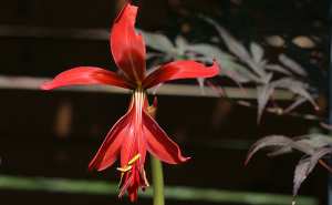 > Plantes et fleurs du jardin 15-Lis de Saint Jacques (Sprekelia formosissima), une fleur rouge sang