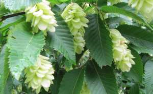 Plantes et fleurs du jardin 16-Charme houblon (Ostrya carpinifolia), ostryer à feuilles de charme