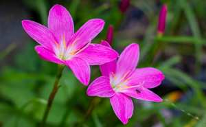 Plantes et fleurs du jardin 17-Lis zéphyr rose (Zephyranthes rosea), lis de la pluie