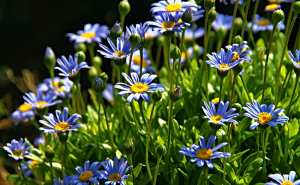 > Plantes et fleurs du jardin 18- Agathea (Felicia amelloides) ou Aster du Cap, pâquerette bleue