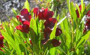 Plantes et fleurs du jardin 20-Dodonée visqueuse (Dodonaea viscosa), bois de rainette