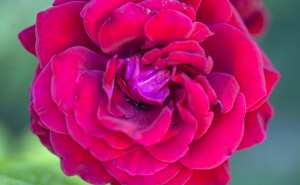 La rose Etoile de Hollande