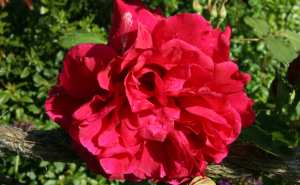 Rose Souvenir de Claudius Desnoyel