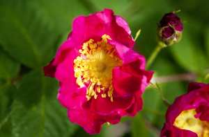 Rose 'Rosa Gallica Officinalis