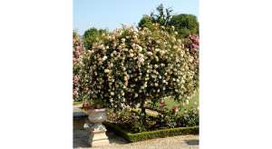 Les rosiers pleureurs