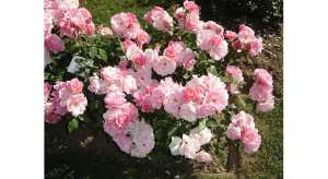 Les rosiers à fleurs groupées