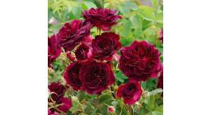 Le rosier Munstead wood