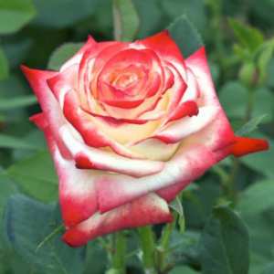 Le rosier Impératrice Farah