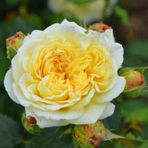 Le rosier Nelson Monfort