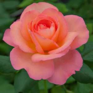 Le rosier Jazz Festival