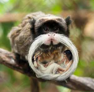 moustache de singe digital art