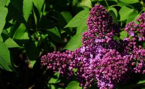 Lilas commun (Syringa vulgaris), le parfum du printemps