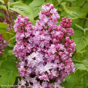 Le Lilas ‘Belle de Nancy’