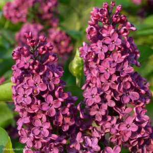 Le Lilas 'Souvenir de Louis Spaeth'