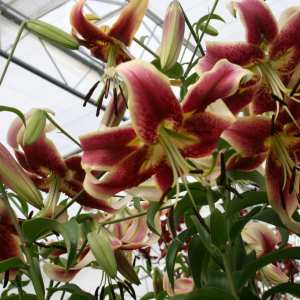 Lis trompette - Lilium Scheherazade