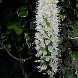 Lis des steppes ou Eremurus de l'Himalaya