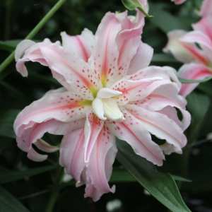 Le lis asiatique double 'Broken Heart'