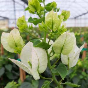 Le Bougainvillea spectabilis Blanc,