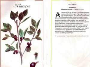 Plantes médicinales en Algérie